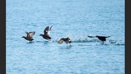 Velvet Scoter