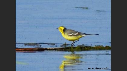 Citrine Wagtail