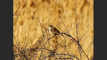 Common Whitethroat