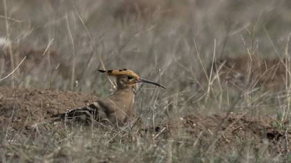 Common Hoopoe