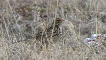 Tree Pipit