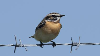 Whinchat