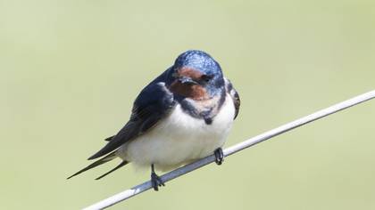 Barn Swallow