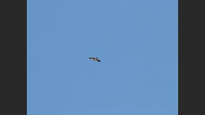 Booted Eagle