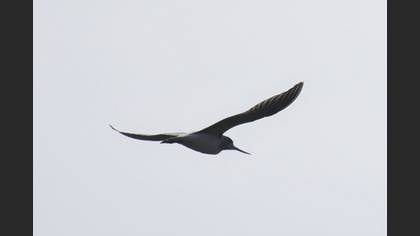 Common Greenshank