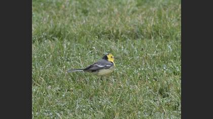 Citrine Wagtail