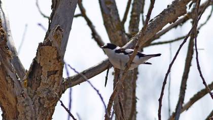 Collared Flycatcher