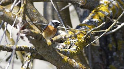 Common Redstart