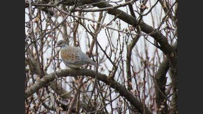 European Turtle Dove