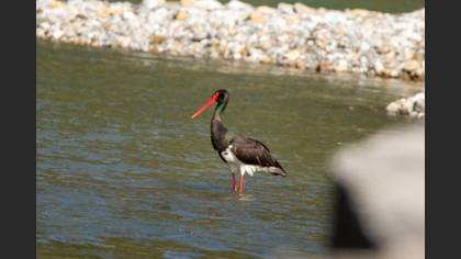 Black Stork