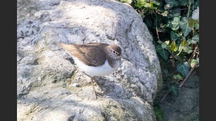 Common Sandpiper