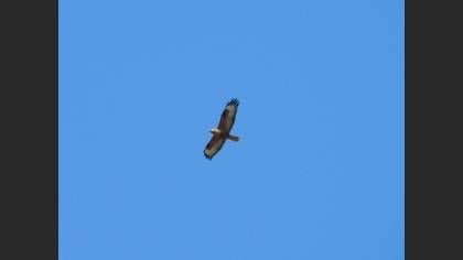 Long-legged Buzzard