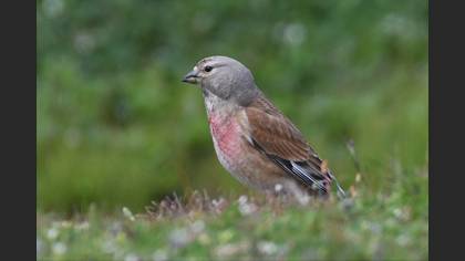 Common Linnet