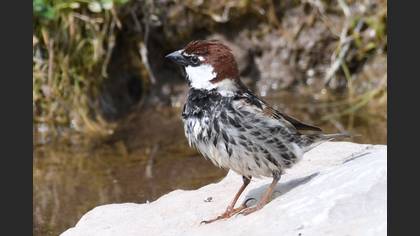 Spanish Sparrow
