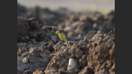 Citrine Wagtail