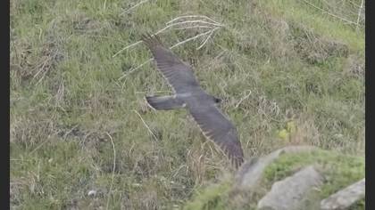 Eurasian Goshawk