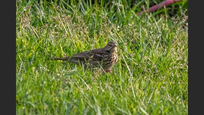 Tree Pipit