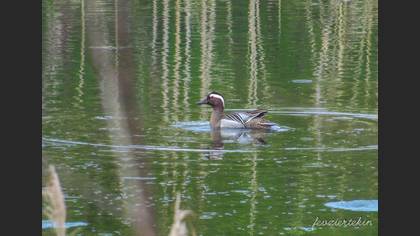 Garganey