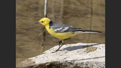 Citrine Wagtail