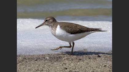 Common Sandpiper