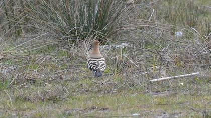 Common Hoopoe