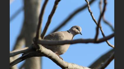 Eurasian Collared Dove