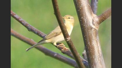 Willow Warbler