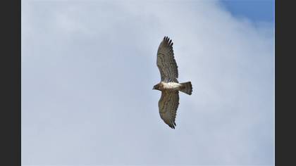 Short-toed Snake Eagle
