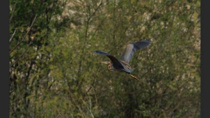 Purple Heron