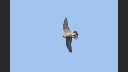 Peregrine Falcon