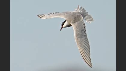 Whiskered Tern