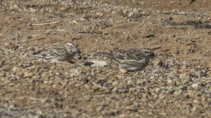 Rock Sparrow