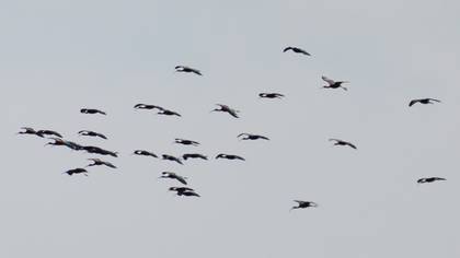 Glossy Ibis