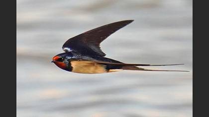 Barn Swallow