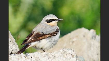 Northern Wheatear