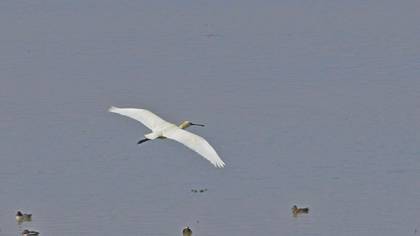 Eurasian Spoonbill