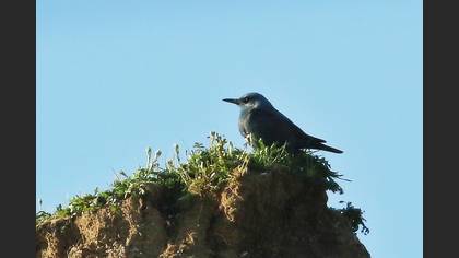 Blue Rock Thrush