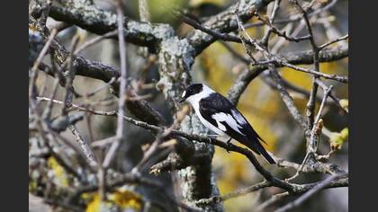 Collared Flycatcher