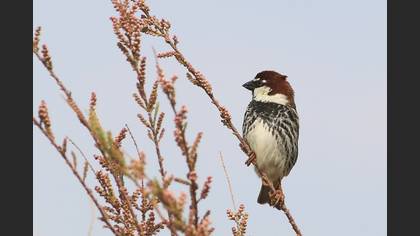 Spanish Sparrow