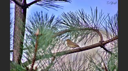 Tree Pipit