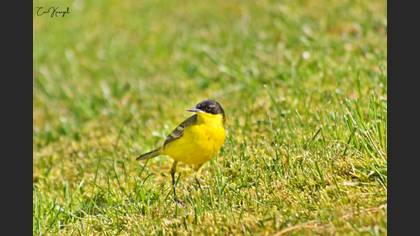 Western Yellow Wagtail