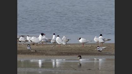 Whiskered Tern
