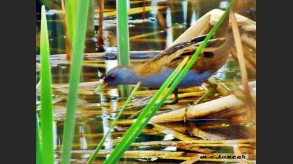 Little Crake