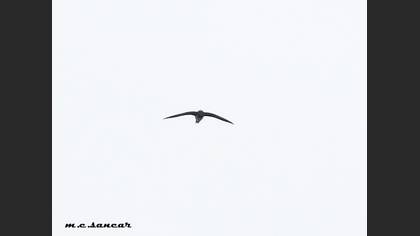 Alpine Swift