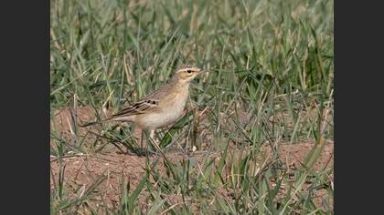 Tawny Pipit