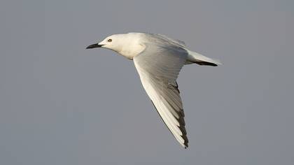 Slender-billed Gull
