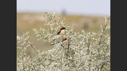 Woodchat Shrike