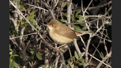 Common Reed Warbler