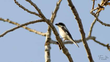 Lesser Grey Shrike
