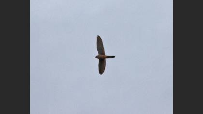 Common Kestrel